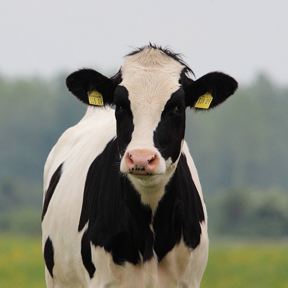 Dairy distributor